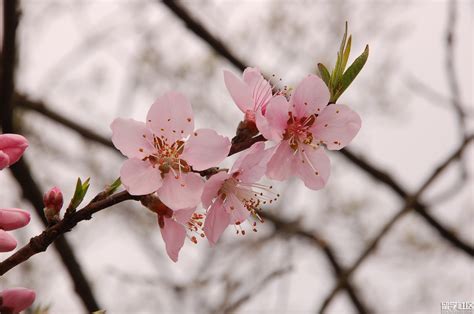 桃花意思